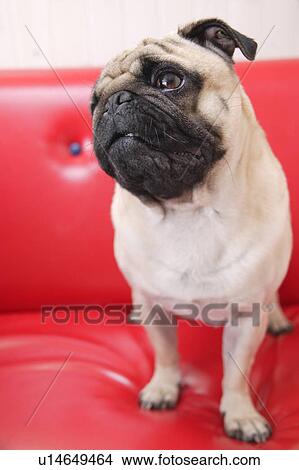 Picture - Pug in a sofa. Fotosearch