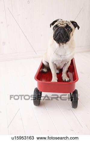 Stock Image - Pug sitting in a cart. Fotosearch