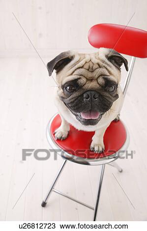 Pug sitting in a chair View Large Photo Image Stock Image - Pug sitting in a chair. Fotosearch