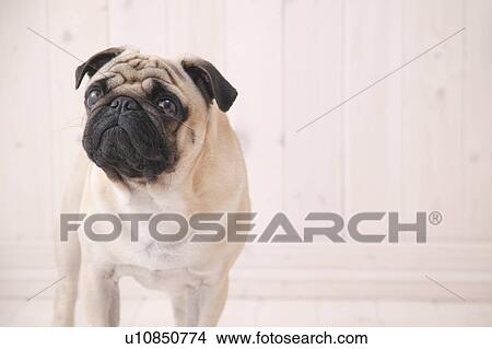 Pug, Studio Shot View Large Photo Image Picture - Pug, Studio Shot. Fotosearch