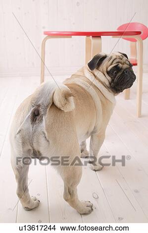 Pug, Studio Shot View Large Photo Image Picture - Pug, Studio Shot. Fotosearch