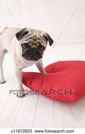 Pug, Studio Shot View Large Photo Image Stock Image - Pug, Studio Shot. Fotosearch