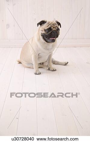 Pug, Studio Shot View Large Photo Image Stock Image - Pug, Studio Shot. Fotosearch