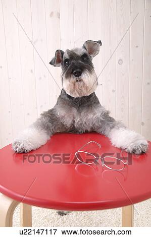 Stock Photo - Schnauzer sitting at a table. Fotosearch