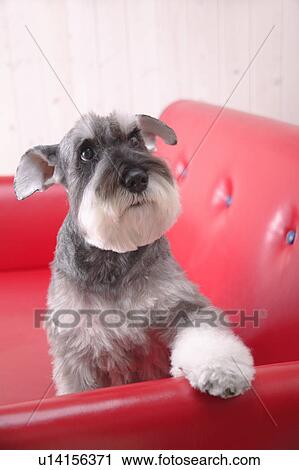 Stock Image - Schnauzer sitting in a sofa. Fotosearch