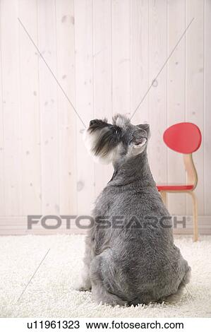 Schnauzer, Studio Shot View Large Photo Image Stock Image - Schnauzer, Studio Shot. Fotosearch