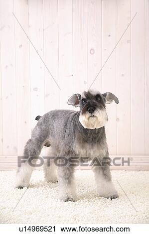 Schnauzer, Studio Shot View Large Photo Image Stock Image - Schnauzer, Studio Shot. Fotosearch