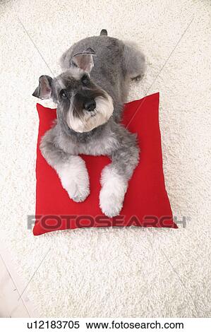 Stock Photography - Schnauzer, Studio Shot. Fotosearch