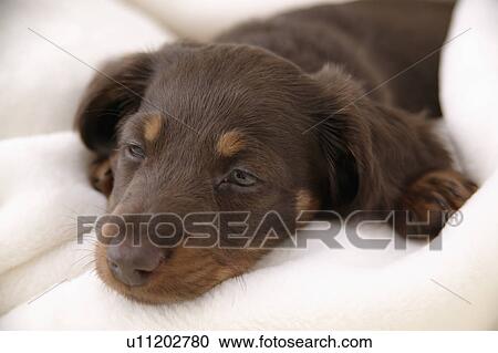 Sleepy face of Miniature Dachshund View Large Photo Image Stock Image - Sleepy face of Miniature Dachshund. Fotosearch