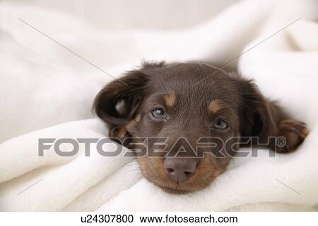 Sleepy face of Miniature Dachshund View Large Photo Image Stock Image - Sleepy face of Miniature Dachshund. Fotosearch