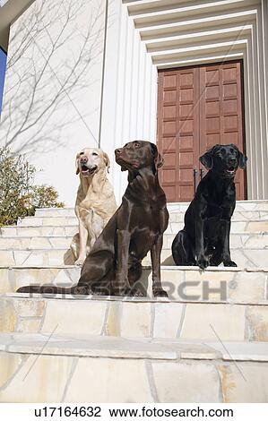 Three Labrador Retrievers in front of door View Large Photo Image Stock Image - Three Labrador Retrievers in front of door. Fotosearch