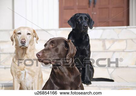 Three Labrador Retrievers in front of door View Large Photo Image Stock Photograph - Three Labrador Retrievers in front of door. Fotosearch