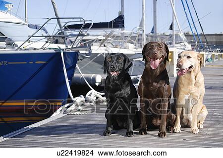 Picture - Three Labrador Retrievers in harbor. Fotosearch