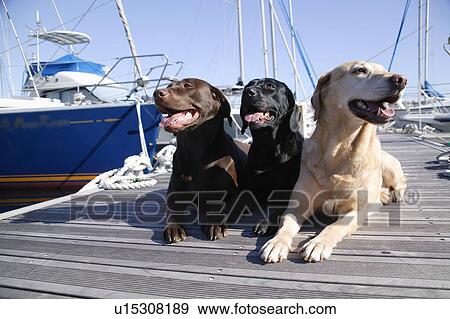 Stock Photo - Three Labrador Retrievers in harbor. Fotosearch