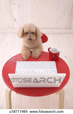 Toy Poodle sitting at a table with a computer View Large Photo Image Picture - Toy Poodle sitting at a table with a computer. Fotosearch