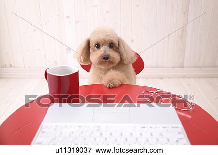 Toy Poodle sitting at a table with a computer View Large Photo Image Stock Photo - Toy Poodle sitting at a table with a computer. Fotosearch