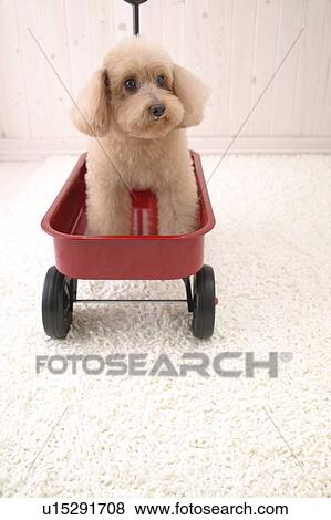 Stock Photo - Toy Poodle sitting in a cart. Fotosearch