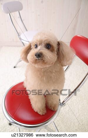Toy Poodle sitting in a chair View Large Photo Image Stock Photograph - Toy Poodle sitting in a chair. Fotosearch