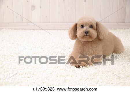Toy Poodle, Studio Shot View Large Photo Image Stock Image - Toy Poodle, Studio Shot. Fotosearch