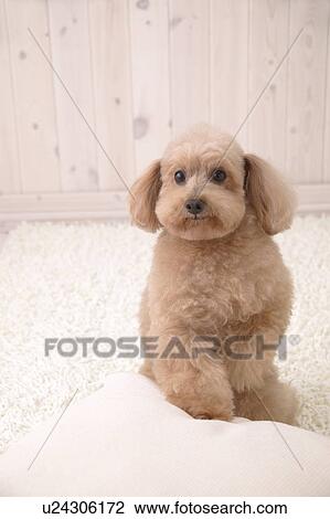 Toy Poodle, Studio Shot View Large Photo Image Stock Image - Toy Poodle, Studio Shot. Fotosearch