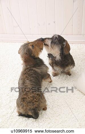Stock Photography - Two dogs sniffing each other. Fotosearch