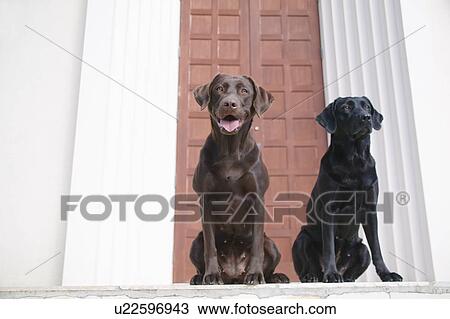Stock Image - Two Labrador Retrievers in front of door. Fotosearch