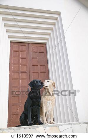 Two Labrador Retrievers in front of door View Large Photo Image Stock Photo - Two Labrador Retrievers in front of door. Fotosearch