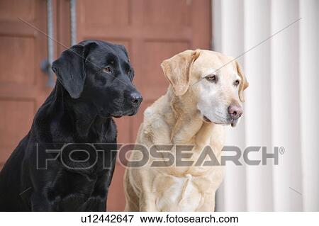 Two Labrador Retrievers in front of door View Large Photo Image Stock Photo - Two Labrador Retrievers in front of door. Fotosearch