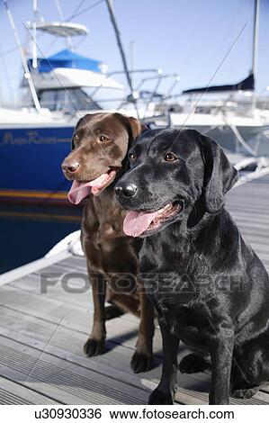 Two Labrador Retrievers in harbor View Large Photo Image Stock Photograph - Two Labrador Retrievers in harbor. Fotosearch