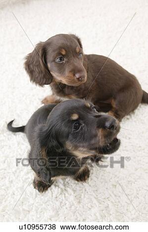 Stock Photo - Two Miniature Dachshunds, Studio Shot. Fotosearch