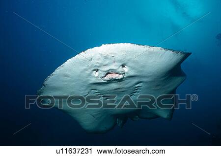 A Blotched Fantail Ray swimming underwater, Maldives View Large Photo Image Stock Image - A Blotched Fantail Ray swimming underwater, Maldives. Fotosearch