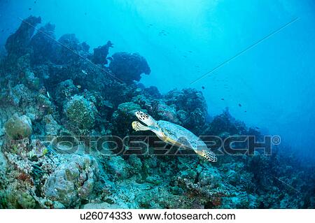 Stock Image - A Hawksbill Turtle swimming underwater, Maldives. Fotosearch