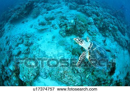 Stock Photo - A Hawksbill Turtle swimming underwater, Maldives. Fotosearch
