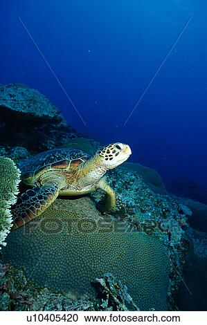 A Loggerhead Turtle resting underwater, Okinawa, Japan View Large Photo Image Stock Image - A Loggerhead Turtle resting underwater, Okinawa, Japan. Fotosearch