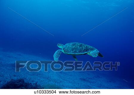 A Loggerhead Turtle swimming underwater, Okinawa, Japan View Large Photo Image Picture - A Loggerhead Turtle swimming underwater, Okinawa, Japan. Fotosearch