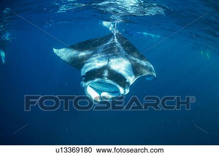 A manta ray swimming underwater, Maldives View Large Photo Image Stock Image - A manta ray swimming underwater, Maldives. Fotosearch