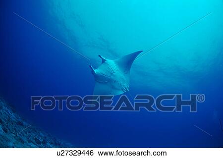A manta ray swimming underwater, Maldives View Large Photo Image Stock Photograph - A manta ray swimming underwater, Maldives. Fotosearch