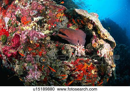 A Moray emerging out from a rock, Maldives View Large Photo Image Stock Image - A Moray emerging out from a rock, Maldives. Fotosearch