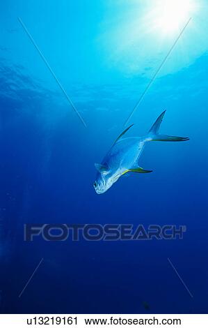 Stock Image - A Snubnose pompano fish swimming underwater, Thailand. Fotosearch