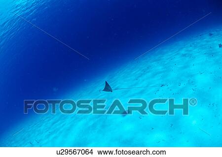 A spotted eagle ray swimming underwater, Maldives View Large Photo Image Picture - A spotted eagle ray swimming underwater, Maldives. Fotosearch