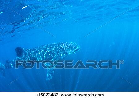 A whale shark swimming under water, Mexico View Large Photo Image Stock Image - A whale shark swimming under water, Mexico. Fotosearch