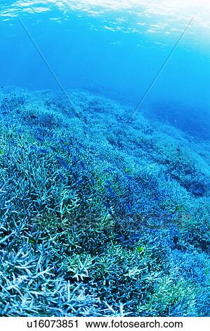 Stock Image - Blue-green Chromis in coral, Okinawa, Japan, . Fotosearch