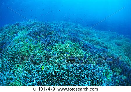 Stock Photo - Blue-green Chromis in coral, Okinawa, Japan, . Fotosearch