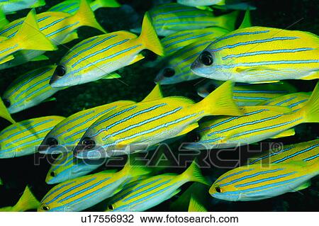Close up of Blue-lined Snapper fish swimming underwater, Maldives View Large Photo Image Stock Image - Close up of Blue-lined Snapper fish swimming underwater, Maldives. Fotosearch