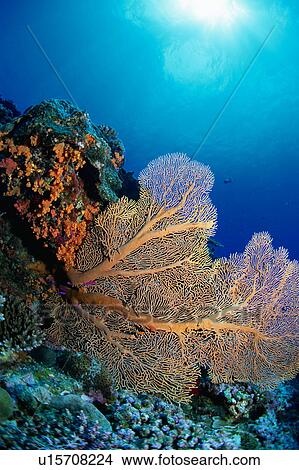 Picture - Coral flower in Maldives. Fotosearch