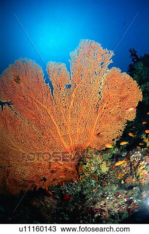 Coral flower in Maldives View Large Photo Image Stock Image - Coral flower in Maldives. Fotosearch