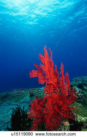 Coral flower in Maldives View Large Photo Image Stock Image - Coral flower in Maldives. Fotosearch