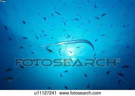 Stock Image - Flute-month Cornetfish swimming underwater, Thailand. Fotosearch