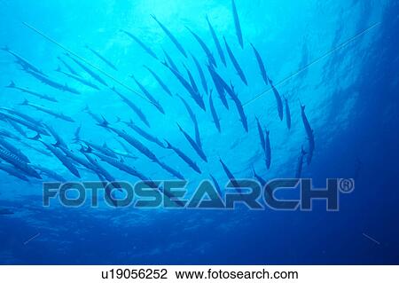 Grosse Gruppe Von Barracuda Fische Schwimmen Unterwasser Thailand Stock Bild U19056252 Fotosearch