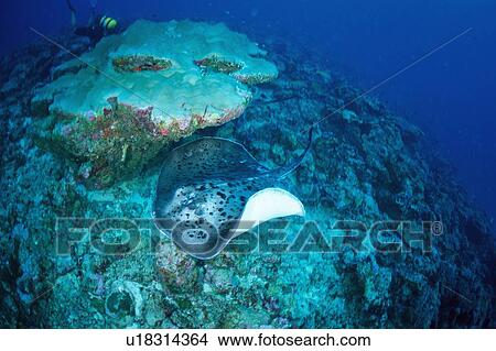 High angle view of a Blotched Fantail Ray swimming underwater, Maldives View Large Photo Image Picture - High angle view of a Blotched Fantail Ray swimming underwater, Maldives. Fotosearch